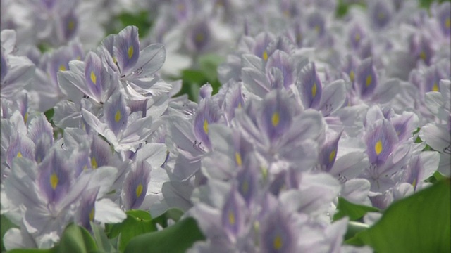 水葫芦花生长在日本枥木县的休耕地里。视频素材