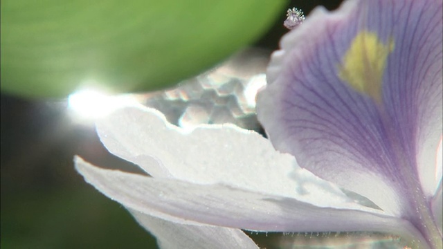 阳光在日本枥木水葫芦花生长的水面上闪闪发光。视频素材