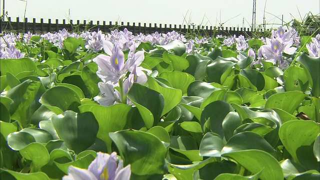 水葫芦花盛开在日本枥木县的一块休耕土地上。视频素材