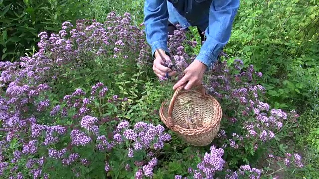 男人采摘开花的牛至视频素材