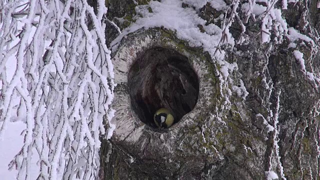 大山雀栖息在桦树洞里视频素材