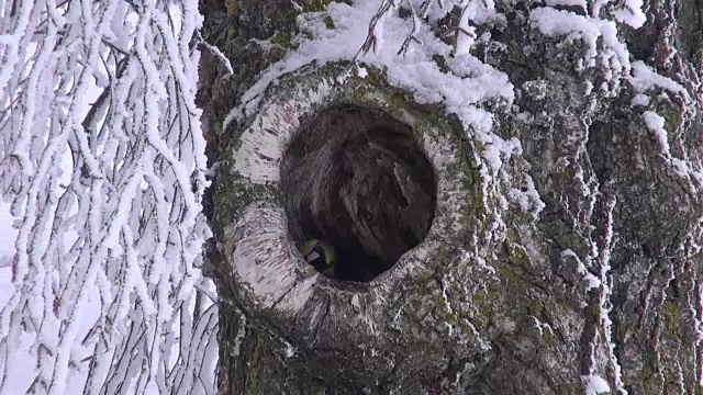 大山雀坐在桦树洞里视频素材