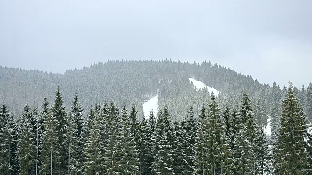 雪落在山上，背景是绿色的冷杉树林视频素材