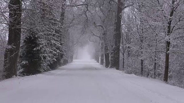 积雪覆盖的老树之间的道路视频素材