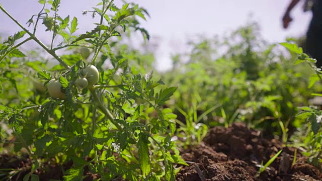 农民在番茄田中行走，检查植株视频素材