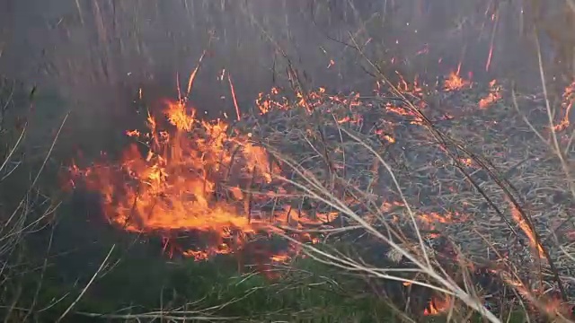 干秸秆燃烧。近距离视频下载