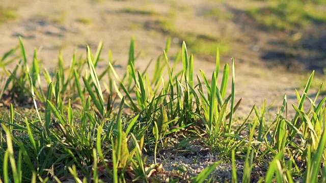 近距离观察沙地上的绿草。慢慢地视频素材