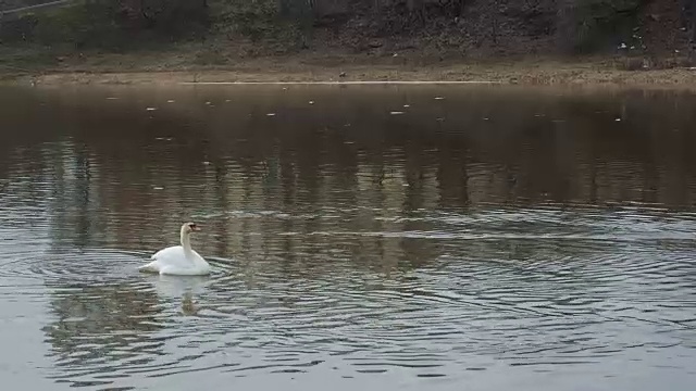 桥旁的河上漂浮着一只白天鹅视频下载