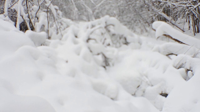 冬季森林灌木丛。倒下和生长的树木覆盖着雪帽。下雪了。视频下载