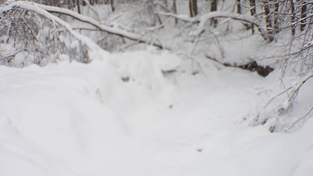 冬季森林灌木丛。倒下和生长的树木覆盖着雪帽。下雪了。视频下载