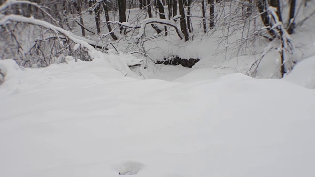 冬季森林灌木丛。倒下和生长的树木覆盖着雪帽。下雪了。特殊光学与模糊。视频下载