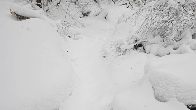 冬季森林灌木丛。倒下和生长的树木覆盖着雪帽。视频下载