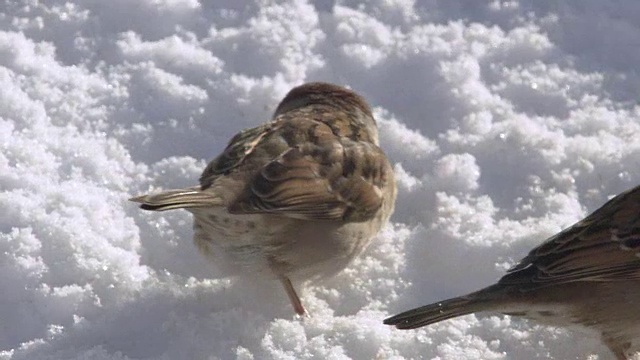 麻雀在雪地上啄食面包屑视频素材