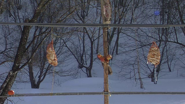 北海道松鼠参观喂食地点视频素材