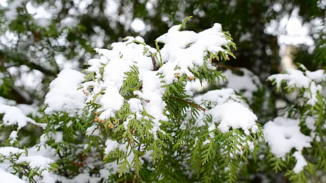 冬天，雪花落在雪绿的杜嘉枝上视频素材