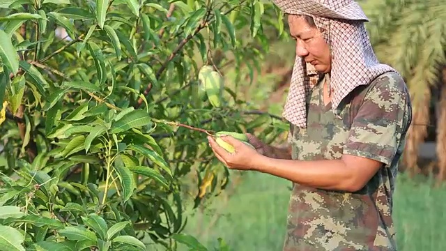 园丁检查芒果视频下载