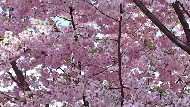 樱花视频素材