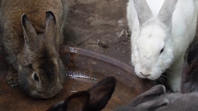 兔子喝水。视频素材