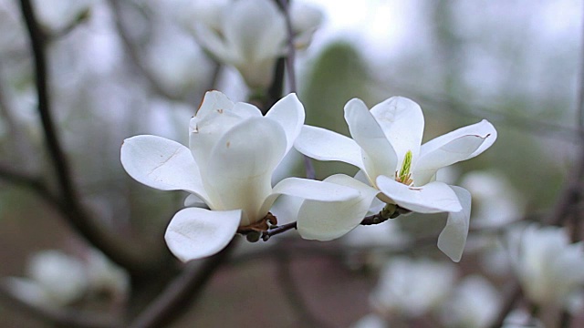 白玉兰花视频素材