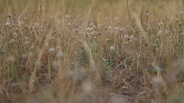 干小草花视频下载