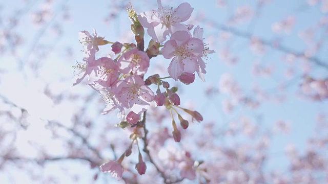 日本东京昭和纪念公园的河津樱花视频素材