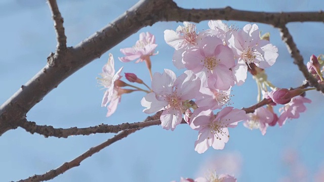 日本东京昭和纪念公园的河津樱花视频素材