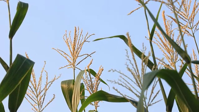 蓝天蜡玉米树花视频素材