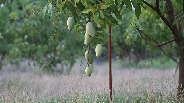 从树上垂下来的芒果视频素材