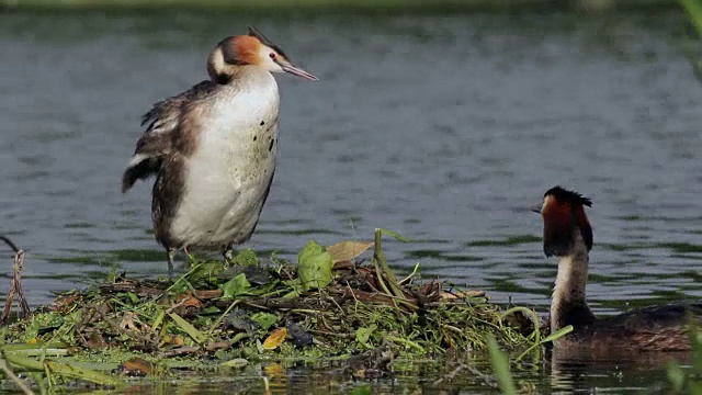 大冠毛鸊鸱(Podiceps cristatus)筑巢视频下载