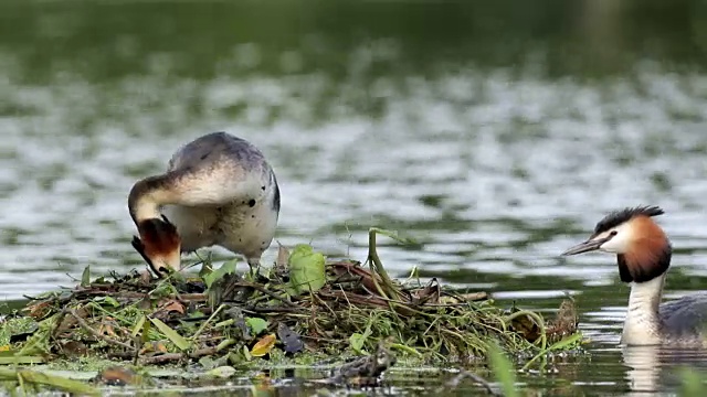 大冠毛鸊鸱(Podiceps cristatus)筑巢视频下载