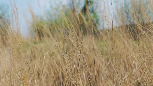 草地上的干草。美丽的春天视频下载