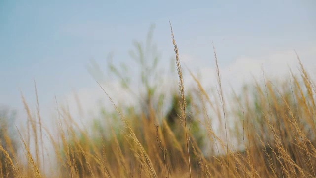 草地上的干草。美丽的春天视频下载