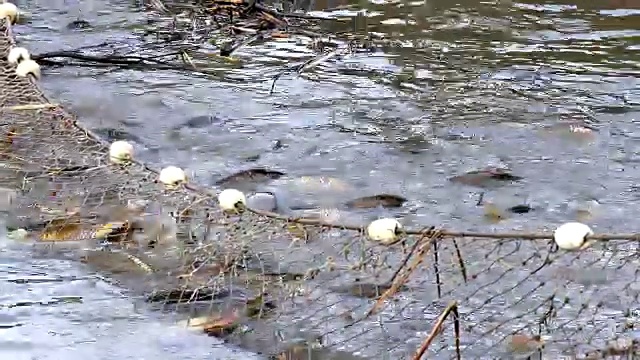 池塘里的鲤鱼视频素材