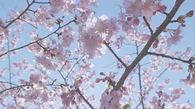 日本东京昭和纪念公园的河津樱花视频下载