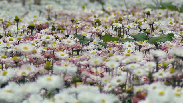 蜜蜂在花田中，获取花粉、开花、蜂蜜、生命、生态的概念视频下载