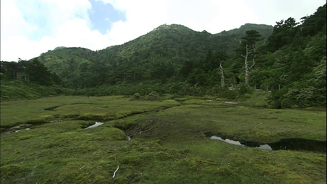 屋久在日本视频素材