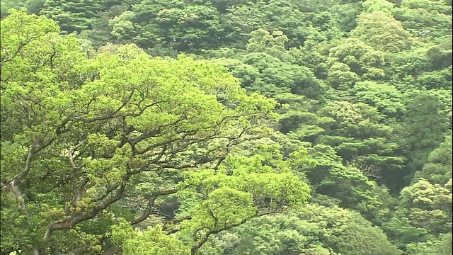 屋久在日本视频素材