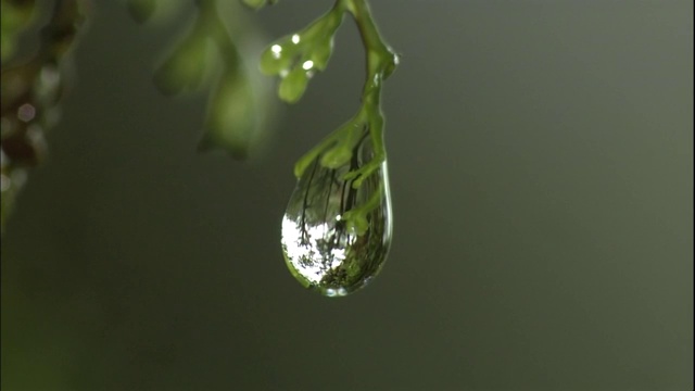 屋久岛树叶上的水滴。视频素材