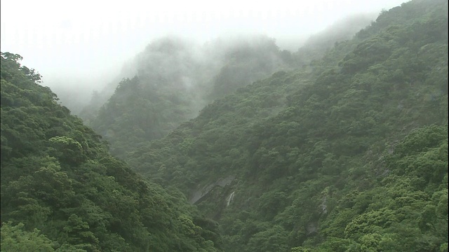 屋久岛的雨林。视频素材