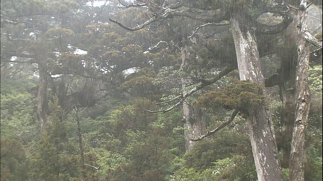 屋久岛的雨林。视频素材