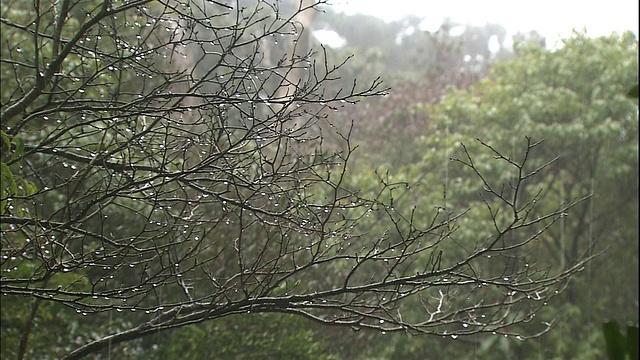 屋久岛的雨林。视频素材