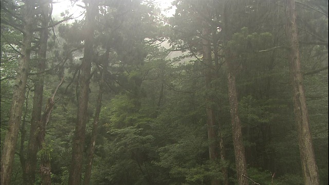 在屋久雨。视频素材