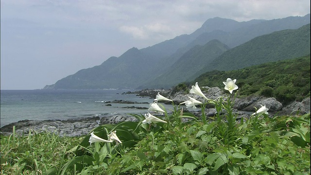 屋久在日本视频素材