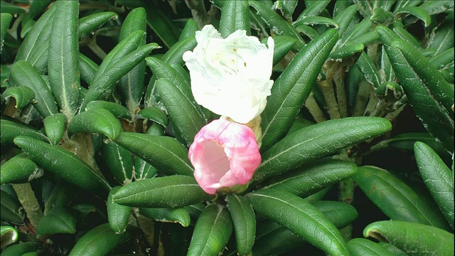 屋久岛杜鹃花视频素材