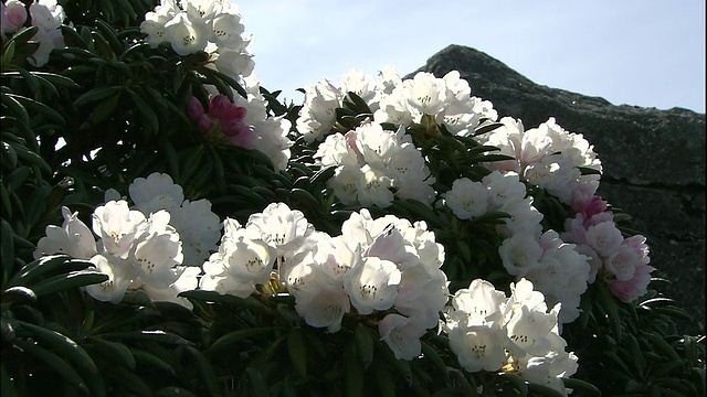 屋久岛杜鹃花视频素材