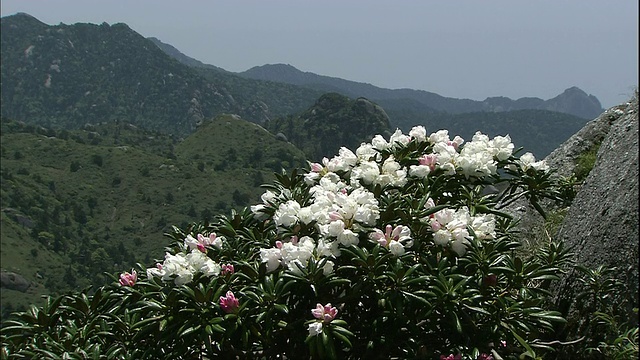 屋久岛杜鹃花视频素材