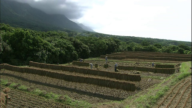 屋久岛的水稻收割。视频素材