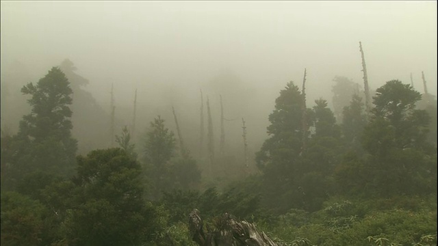 森林的屋久视频素材