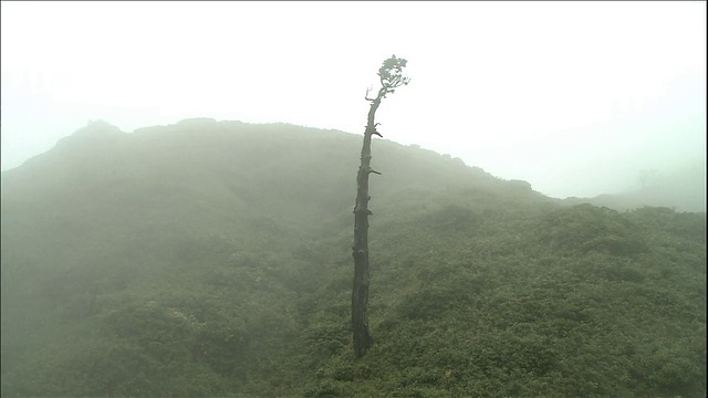 森林的屋久视频素材