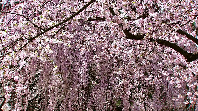 樱桃Blosssoms视频素材